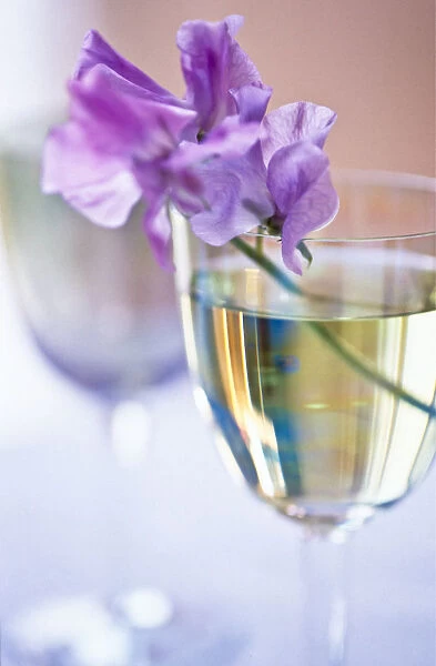Stem of mauve sweet pea in wine glass credit: Marie-Louise Avery  /  thePictureKitchen