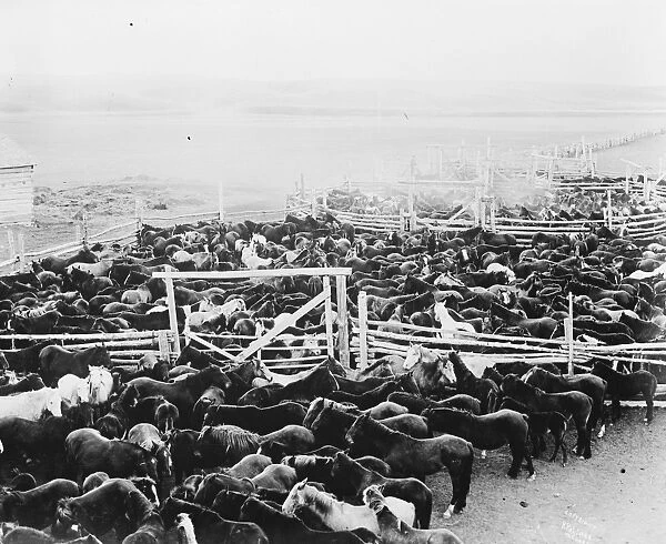 The Stoney Red Indians at Banff, Alberta A stock yard scene 20 September 1919 The Nakoda