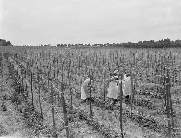 Stringing beans in Ruxley, Kent. 1936