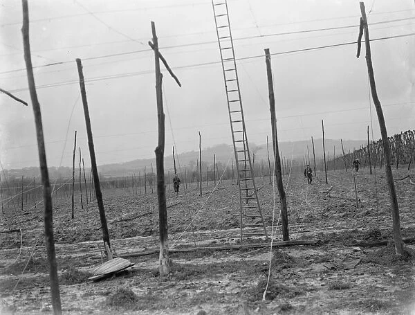 The stringing of the hop poles. 1937