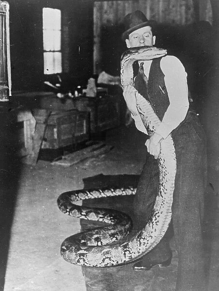 Eight strong men, forcibly feeding a 26 foot python 8 strong men were required to