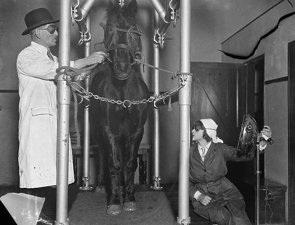 Sunray treatment for a horse. A horse undergoing sunlight treatment with artificial