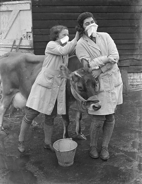 Sussex dairy maids in masks. Keeping milk germ-free. To keep milk supplies germ-free