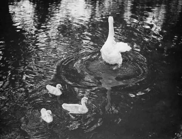 A Swan and a cygnet on the River Darent. 1938