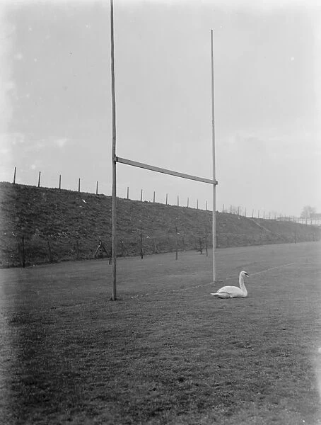A swan sits between the rugby posts of a flooded rugby pitch. 1937