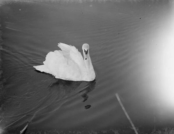 Swan swims along the river. 1938
