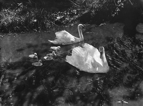 Swans. 1935