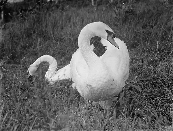 Swans. 1935