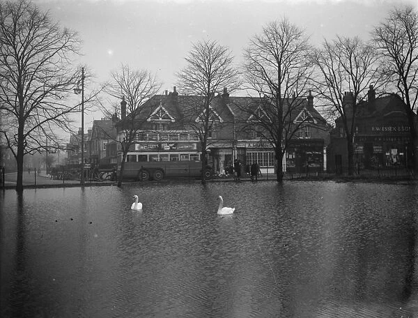 Swans on a flooded field in Longlands. 20 January 1939