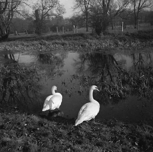 Swans looking at their own reflection in the river Cray in Footscray