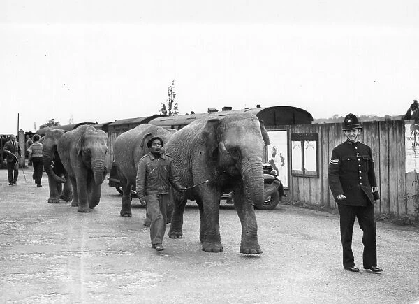 Taking the elephants off the train and leading them to the Circus at Foots Cray