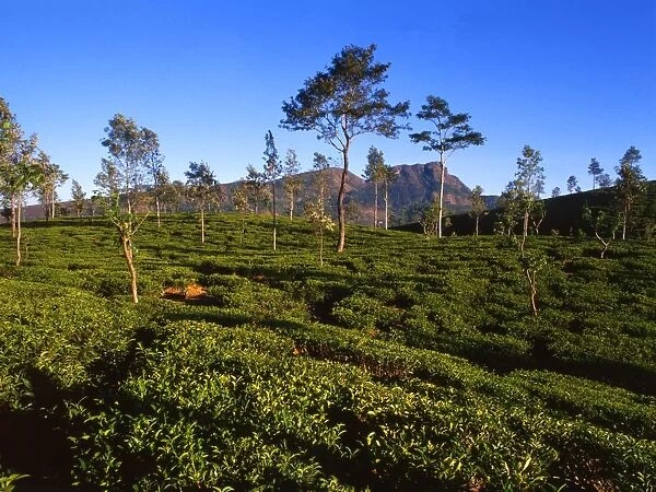 Tea Plantation at Ramboda, Sri Lanka. An image with tea pickers, photographed