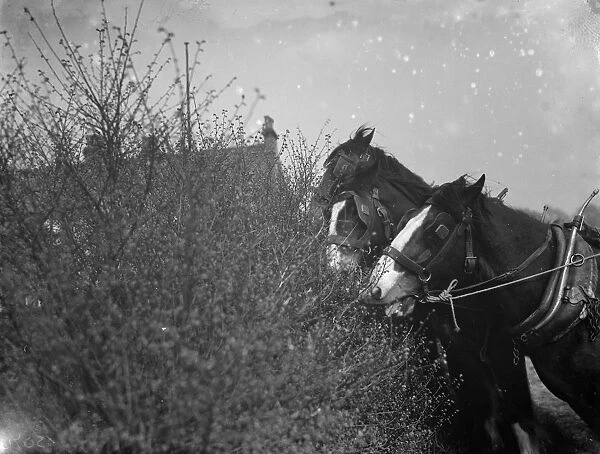 A team of working horses stop for a snack from the Blackthorn blossom in Farningham
