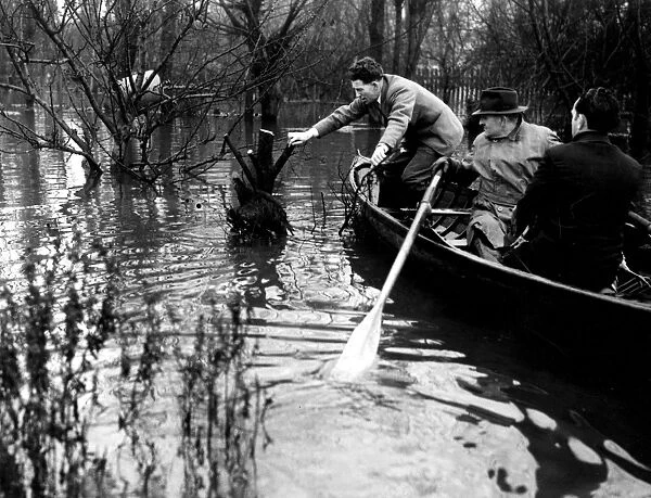 The Thames floods - Poultry farmers in the Thames area of Kent had to rescue their