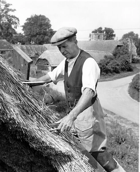 Thatching in a Dorest Village. Mr A Guppy the thatcher repairing roof with thatch 1958