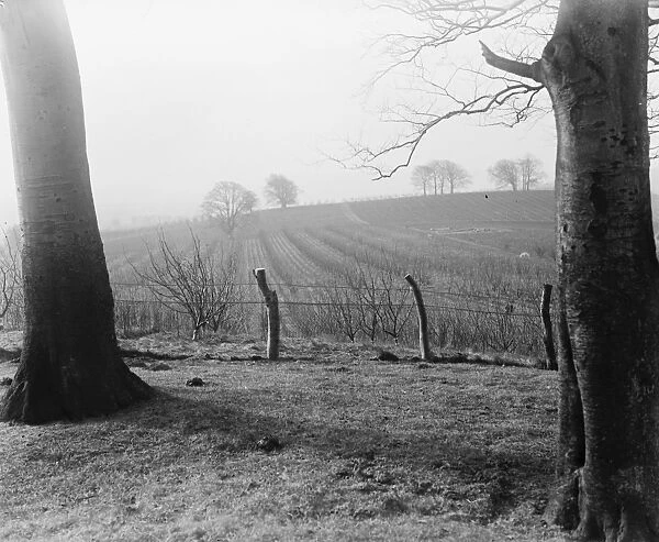 Toddington Fruit Farm Plantation, Bedfordshire 1918