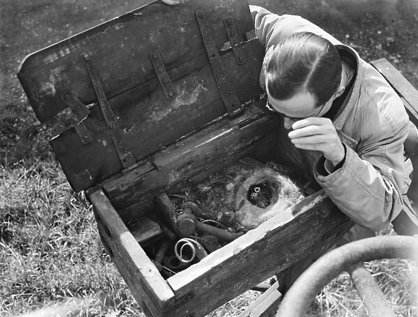 Tomtits nest in tool box in Lenham. 1936