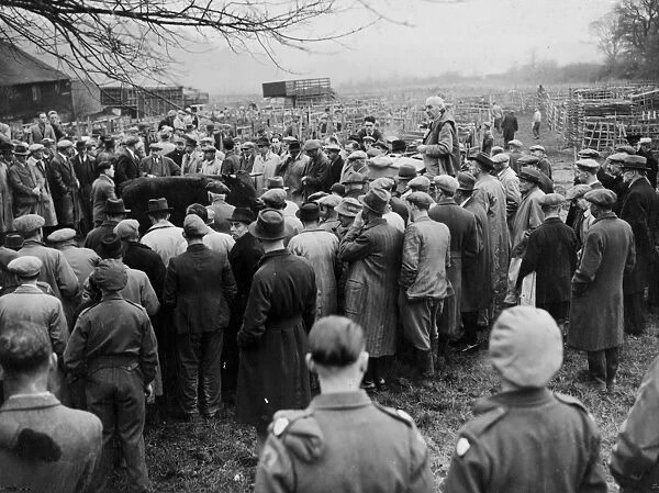 Traditional Christmas Cattle Fair. At Battle, Sussex, they held the cattle Fair where