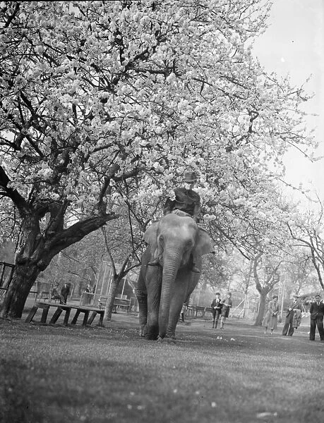 Training an elephant to do circus tricks among the cherry blossom at Maidstone, Kent