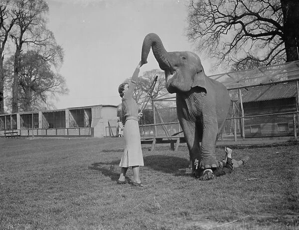 Training an elephant to do circus tricks at Maidstone, Kent. Note the person underneath