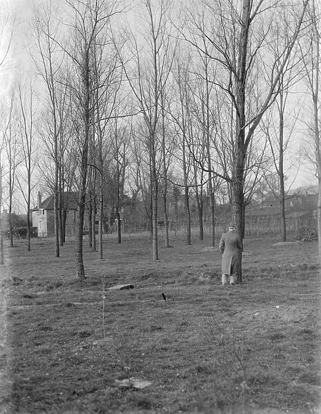 Tree farm of cricket bat willows in Shoreham, Kent. 1937