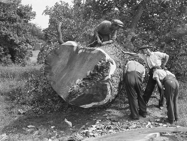 Tree felling in Crayford, Kent 1939