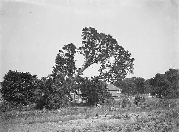 Tree felling in Crayford, Kent. 1939
