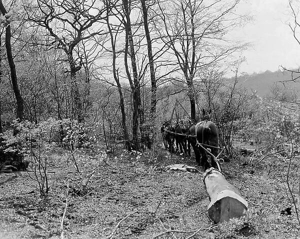Tree felling. Stockbury. Kent 1937