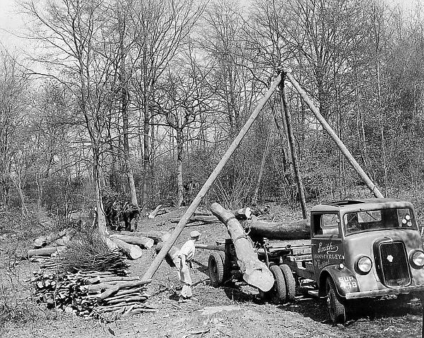 Tree felling. Stockbury. Kent 1937