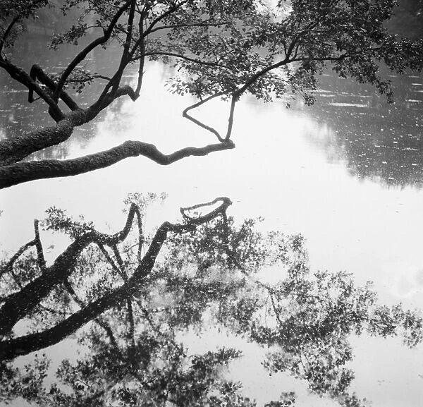 A tree overhanging a lake. 1936