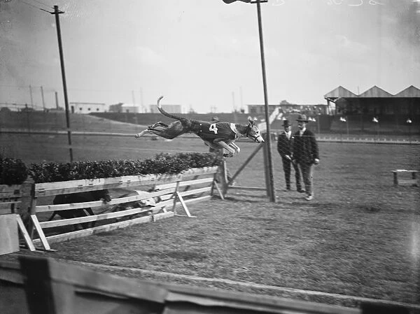 Trials at Harringay greyhound course. One of the dogs taking a hurdle. 24 August 1927