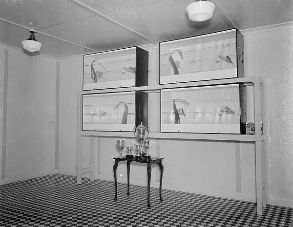 Trophies and cups won by Mr R Woolseys caged birds in Dartford, Kent