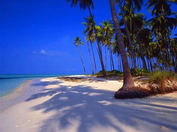Tropical beauty. Laccadives, or Lackshadweep islands. Island in the Bangaram atoll