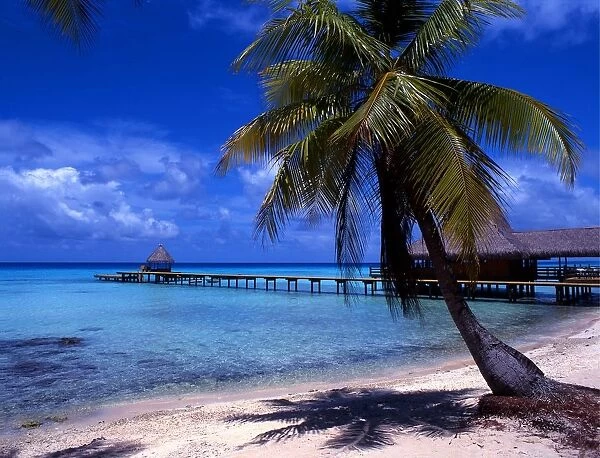 Tropical beauty. Polynesia. Rangiroa