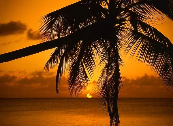 Tropical beauty. West Indies. Antigua. Sunset in Antigua