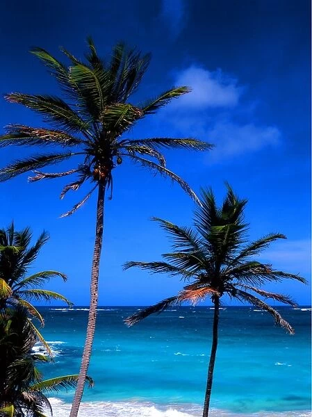 Tropical beauty. West Indies. Barbados. Bottom Bay