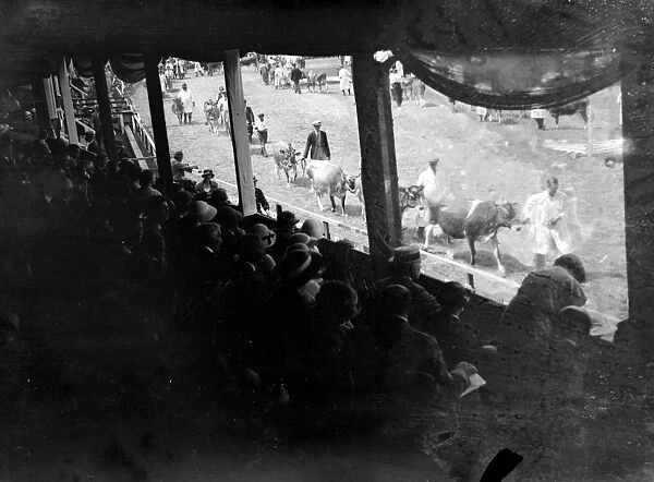 Tunbridge Wells Show. Cattle in ring 1934