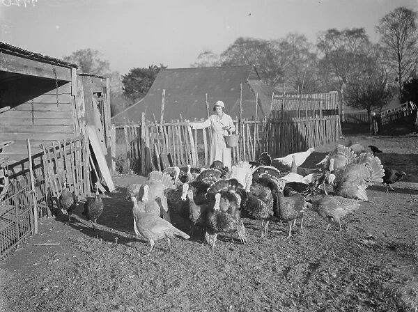 Turkeys on a farm in Frant feeding. 1937