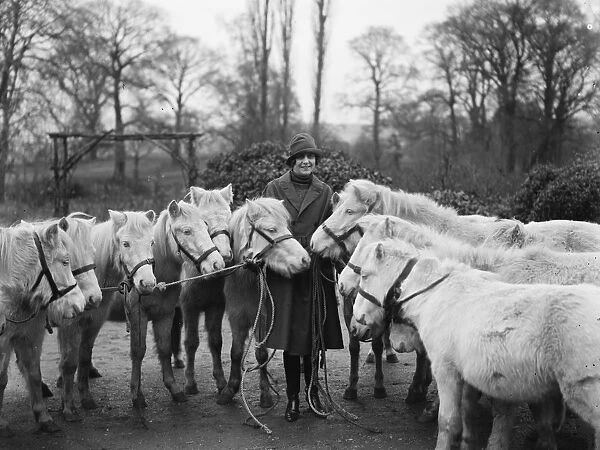 Tyrwhitt Drake prepares royal cream ponies for Christmas pantomimes. 19 November 1926