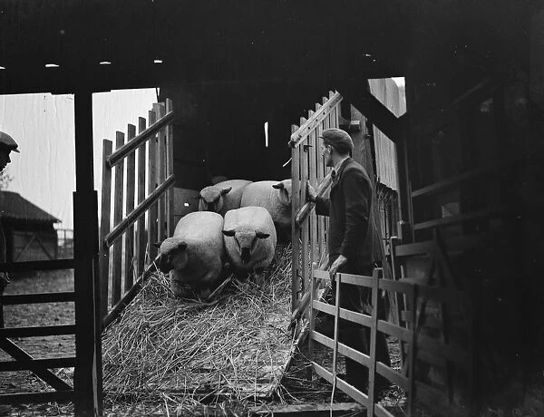 Unloading sheep from a lorry down a ramp. 1937