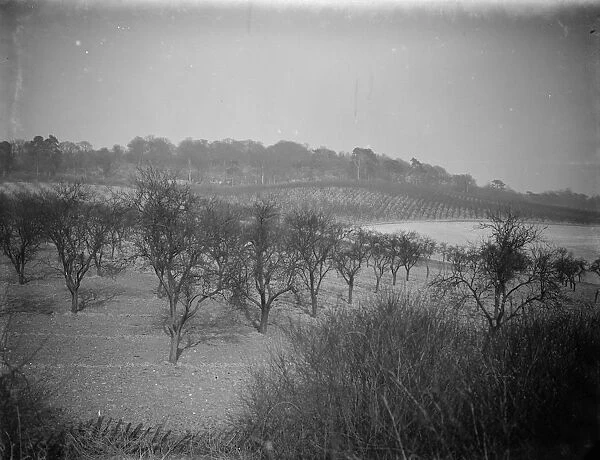 A view of the orchards covering the hillside at Lullingstone Park, Kent. 1938