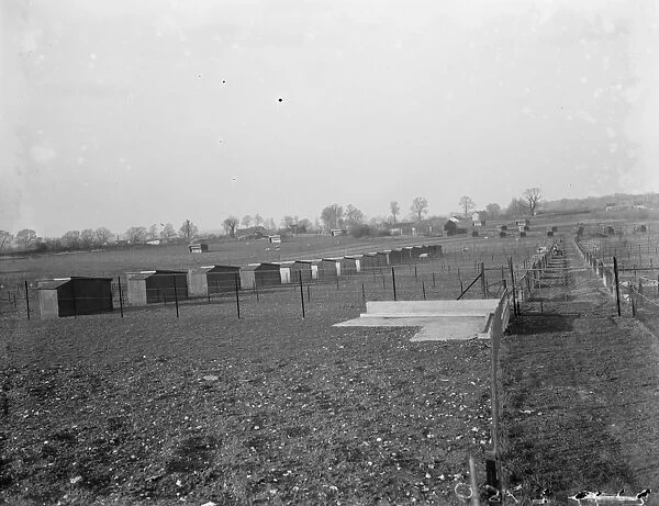 A view of the pigs breeding houses at Tripes Farm, Orpington, Kent. 1936