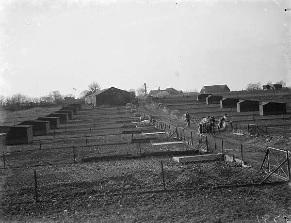 A view of the pigs breeding houses at Tripes Farm, Orpington, Kent. 1936