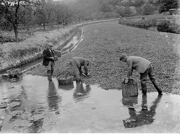 Watercress beds in Horton Kirby, Darenth, Kent. 1935