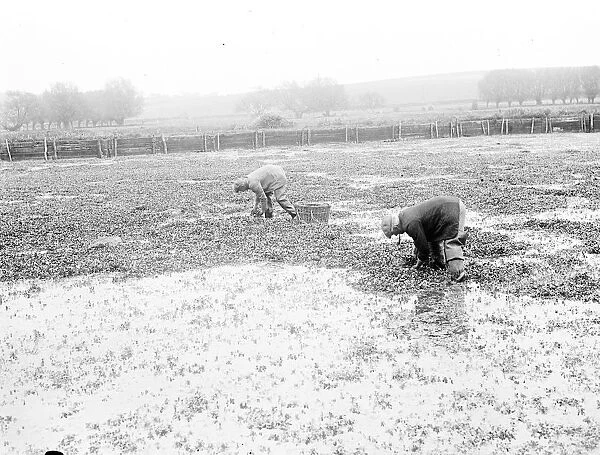 Watercress growing. 1939