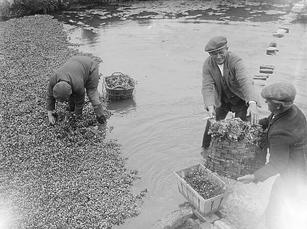 Watercress growing in Darenth, Kent. 1939