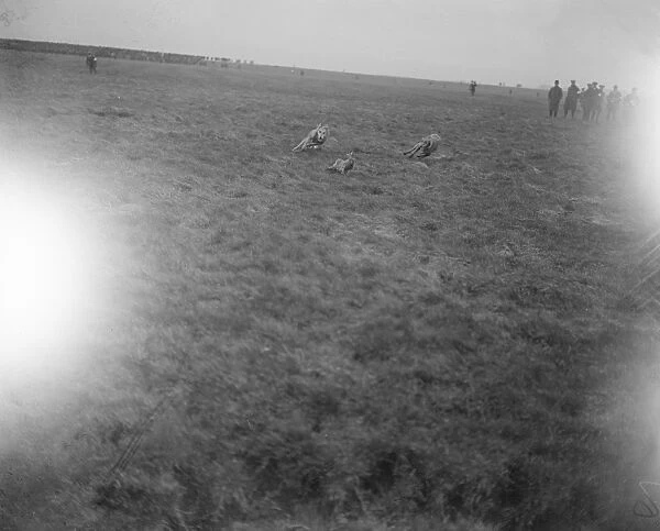 The Waterloo Cup at Altcar Three coursing hounds race for the hare 1921