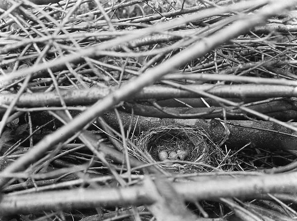 White blackbird eggs in a nest around Westerham, Kent. 1937