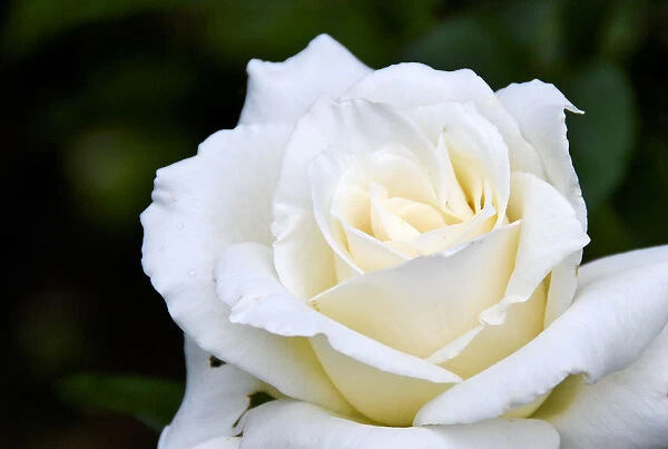 White iceberg full blown rose in garden setting. credit: Marie-Louise Avery  /  thePictureKitchen