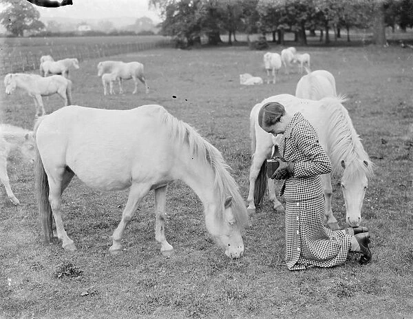 White ponies feeding in the paddock. One is trying to eat the photographers foot